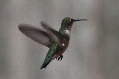 Black-chinned Hummingbird