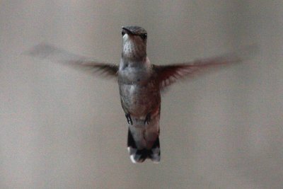 Black-chinned Hummingbird