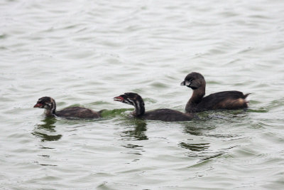 Pied-Billed Grebe family