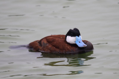 Ruddy Duck