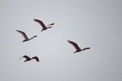 Flock of Roseate Spoonbills