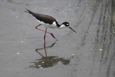 Black-necked Stilt