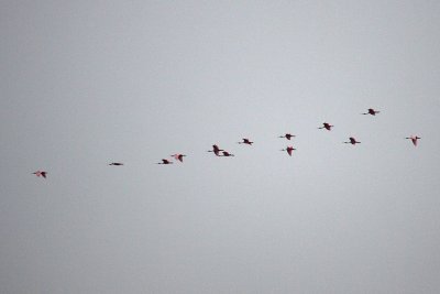 Larger flock of Roseate Spoonbills