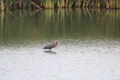 Reddish Egret