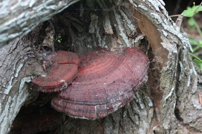 Tree 'shroom