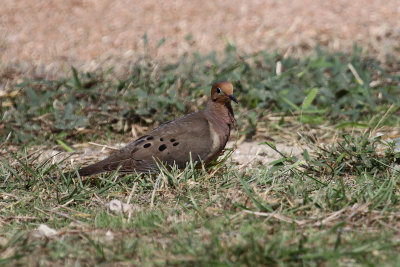 Mourning Dove