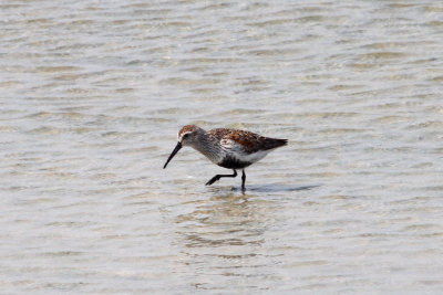 Dunlin