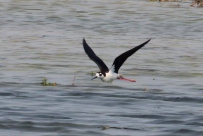 Black-necked Stilt
