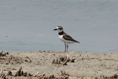 Wilson's Plover