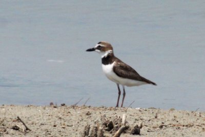 Wilson' Plover