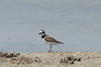 Wilson's Plover