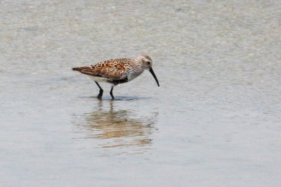Dunlin