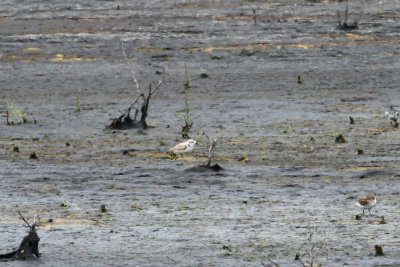 Snowy Plover