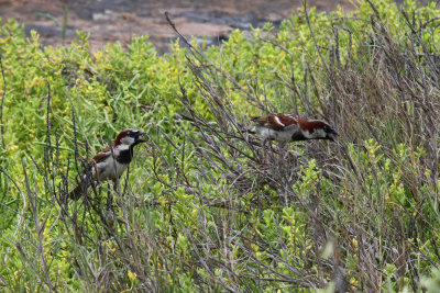 House Sparrows