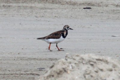 Ruddy Turnstone