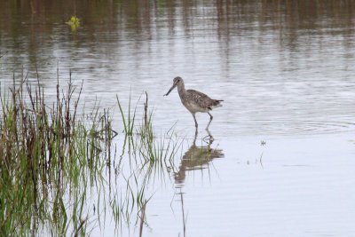 Willet