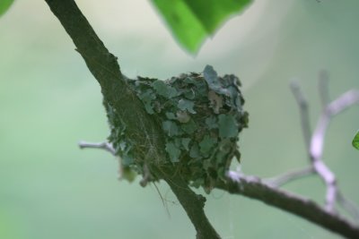 Hummingbird nest