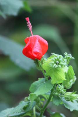 Turks Cap