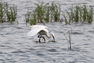Snowy Egret strikes