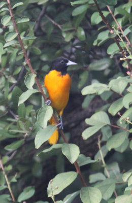 Baltimore Oriole
