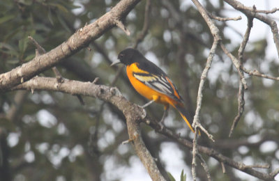 Baltimore Oriole