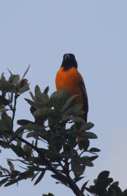 Baltimore Oriole