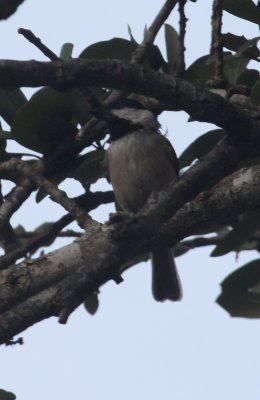 Carolina Chickadee