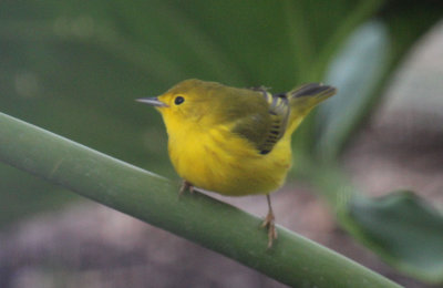 Warblers