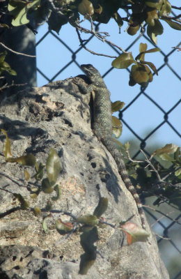 Texas Spiny Lizard