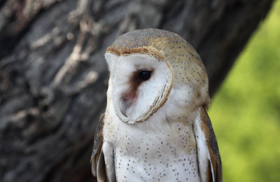 Barn Owl