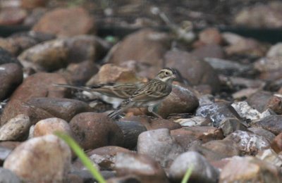 Clay-colored Sparrow