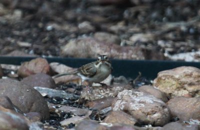 Clay-colored Sparrow