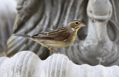 Dickcissel