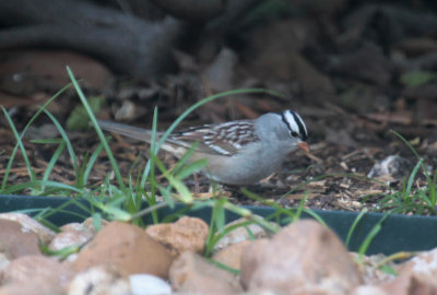 White-crowned Sparrow