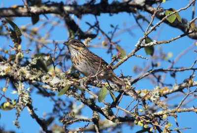 Lincoln's Sparrow