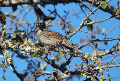 Lincoln's Sparrow