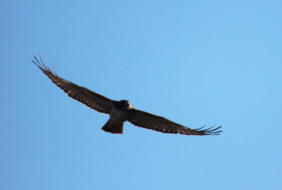 Juvenile Red-tailed Hawk