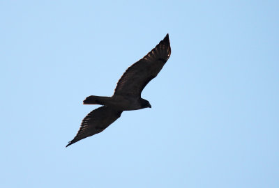 Juvenile Red-tailed Hawk