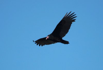 Black Vulture