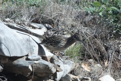 Greater Roadrunner