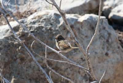 Lincoln's Sparrow