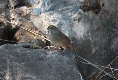 Rufous-crowned Sparrow