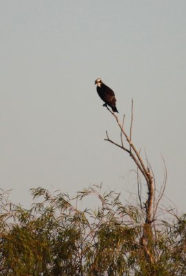 Crested Caracara