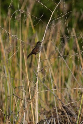 Lincoln's Sparrow