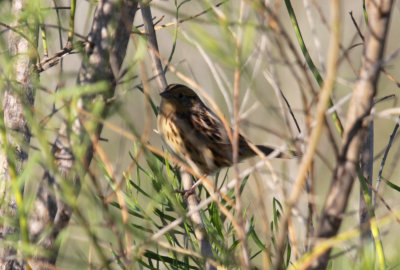 Le Conte's Sparrow