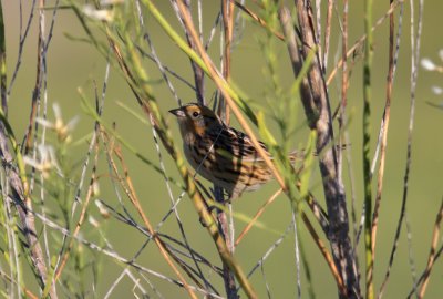 Le Conte's Sparrow