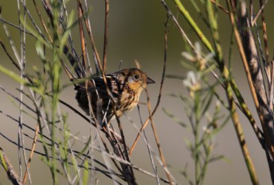 Le Conte's Sparrow