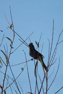 White-crowned Sparrow