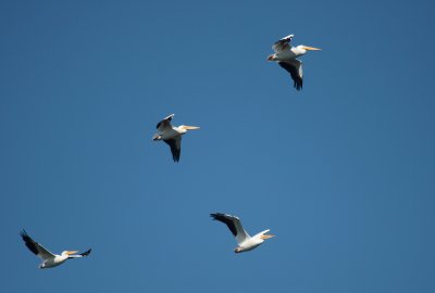 American White Pelicans