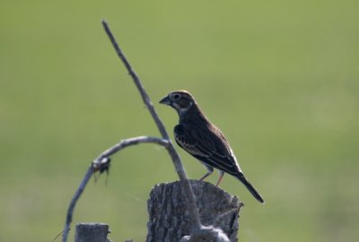 Lark Bunting